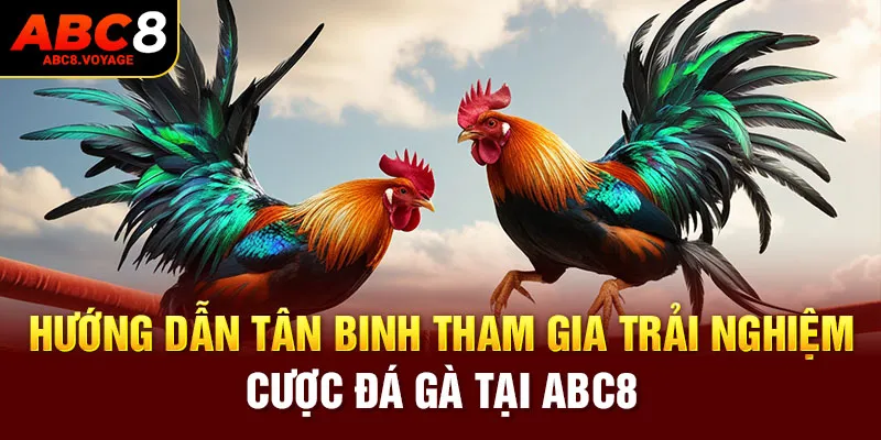 Hướng dẫn tân binh tham gia trải nghiệm cược đá gà tại ABC8